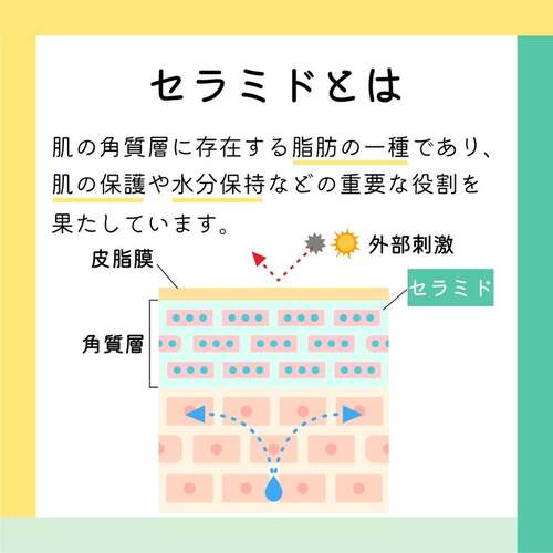 【30代向けインナーケアサプリ】年齢による肌変化とセラミドの働きとは